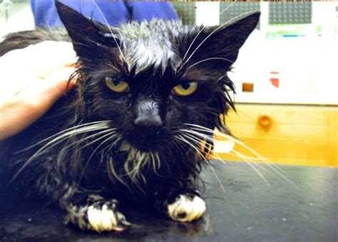Rspca Re Homes Nancy The Cat Cooked In A Microwave In Southsea