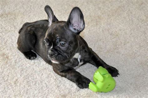 French Bulldog Puppy Female Brindle 10 Week Old For Sale In Furlong