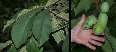 Pest management approaches in a winter or freeze damaged grape vineyard Pawpaw | The Michigan Nature Guy's Blog