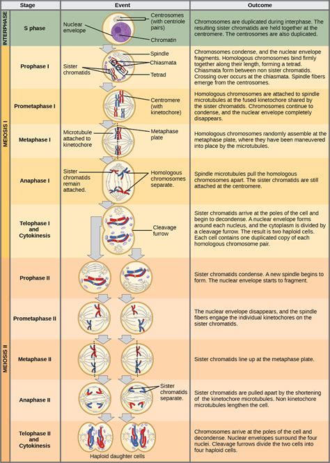 Meiosis Stages Comarison And Definition A Level Biology Revision Notes