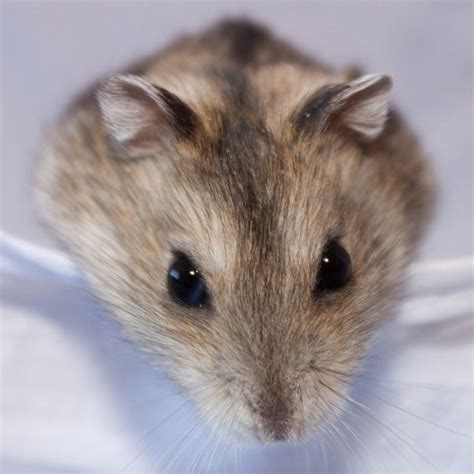 Dwarf Hamsters Hold Their Drink Scientific American Blog Network