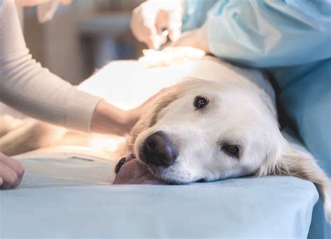 Liver Disease Symptoms Diagnosis And Treatment In Dogs Petmd