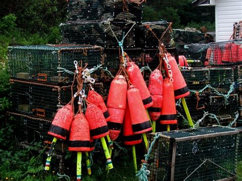 Lots Of Lobster In Nova Scotia Yum Nova Scotia Scotia Yum