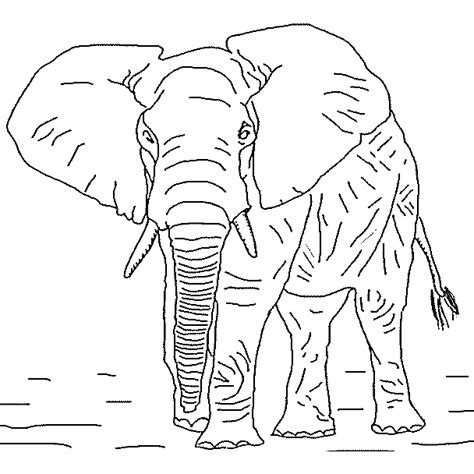 Coloring African Elephant Picture