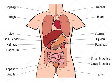 Before excreting body waste as urine, the kidneys absorb essential nutrients and electrolytes. Images: human organs labeled | Inner Organs Human Anatomy ...