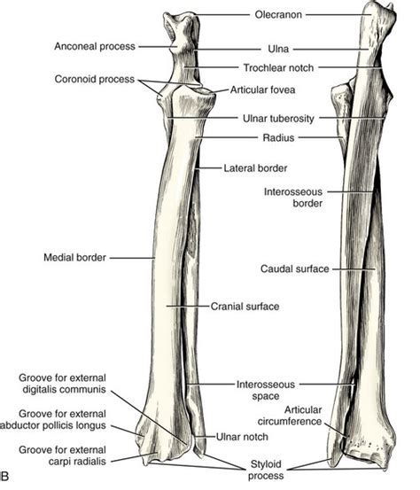 The distal extremity is prolonged into a blunt pointed styloid process of the ulna and articulates by a concave facet with ulnar carpal below and by a convex facet with the radius. Radius and Ulna | Veterian Key