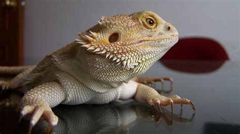 Bearded Dragon Wallpapers Wallpaper Cave