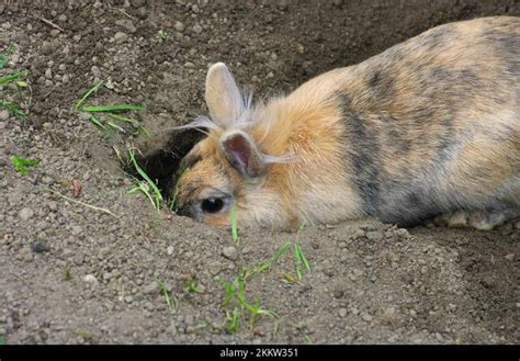 Why Do Rabbits Dig Holes Then Fill Them In Everything Bunnies