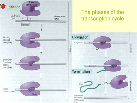 Ppt Chapter Mechanisms Of Transcription Powerpoint Presentation Free Download Id