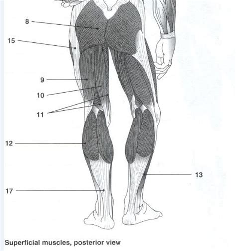 Posterior Inferior Muscles Diagram Quizlet