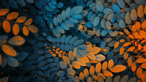 Autumn Leaf Desktop Wallpaper