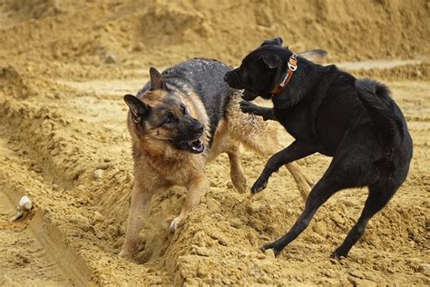 What Is Dog Fighting A Worldwide Overview Of A Bloodsport