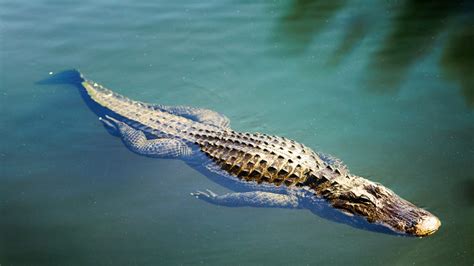 Swimming With Alligators Crocodile Hunter