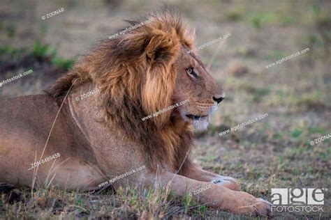 African Lion Panthera Leo Kenya Stock Photo Picture And Rights