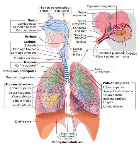 Respiratory System Complete Es Anatomíaaparato Respiratorio