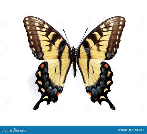 Maynardi Di Glaucus Di Papilio Femmina Fotografia Stock Immagine Di