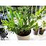 Ten Unusual Indoor Plants For Your Office Desk  Good Earth
