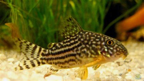 Corydoras Panzerwelse Alle Wichtigen Infos