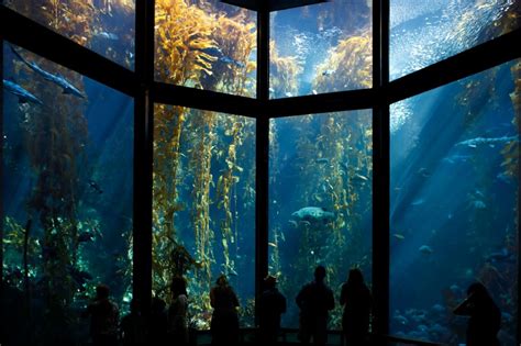 Insiders Guide To The Monterey Bay Aquarium