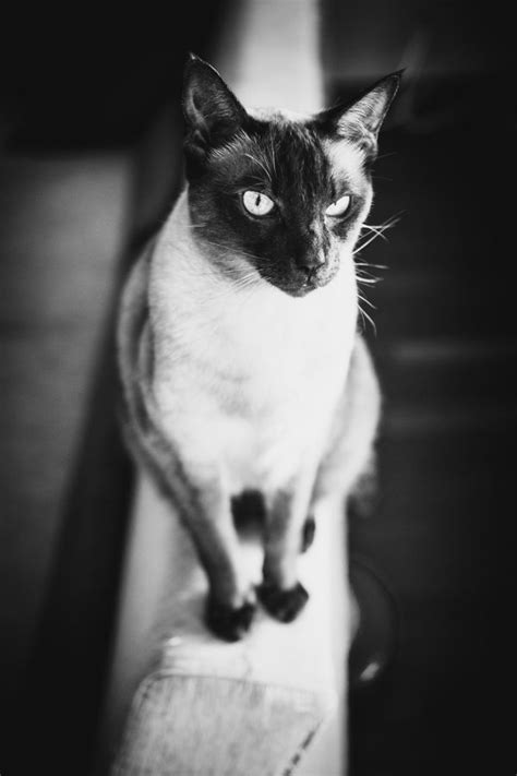 500px Photo Mr Angry Face By Magdalena Brymerska Cute Cats