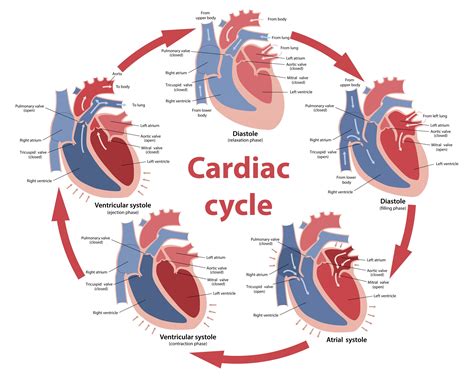 19 3 Cardiac Cycle Anatomy Physiology Cardiac Cycle C