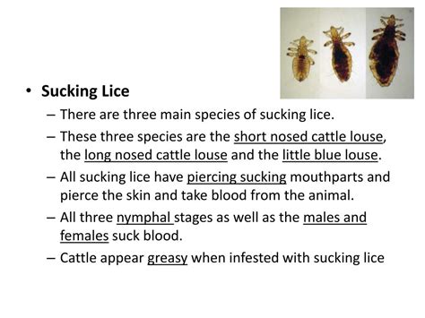 Ppt Cattle Lice Powerpoint Presentation Free Download Id2070841