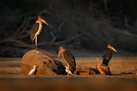 Are There Any Natural African Elephant Predators?