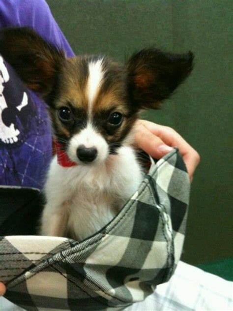 Papillion Puppy Love Papillon Dog Cute Dogs And Puppies Puppies