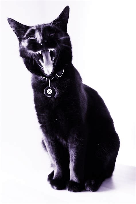 Black Cat Yawn By Adam Valvasori Cat Yawning Black Kitten Black Cat