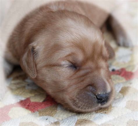 Best puppy treats for golden retrievers. Beautiful AKC Golden Retriever puppies for sale in New ...