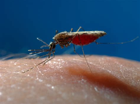 Drug Resistant Malaria Turns Up In The Uk Wbur News