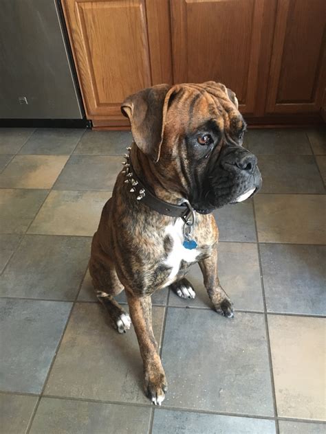 The breeders listing has details of boxer puppies and mature a small, successful kennels based in gore, southland, nz, breeding quality boxers (treasured family. Boxer Puppies for sale in North Carolina