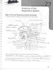 Anatomy Of The Respiratory System Review Sheet Exercise Online Degrees