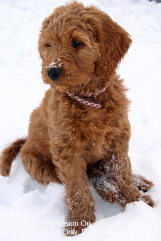 The hair on the body is left short, while the hair on the head, ears, and tail are left longer. Red Goldendoodle Puppies | Dogs Breeds | Goldendoodle ...