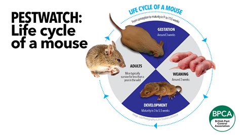Pest Advice For Controlling Mice Tullys Pest Control