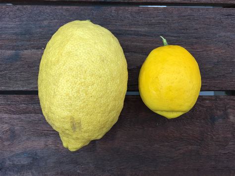 Citrus Enthusiast Meyer Lemons Vs Regular Lemons