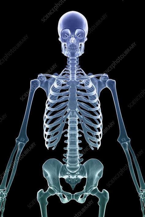 Bones Of The Upper Body Artwork Stock Image C0201196 Science