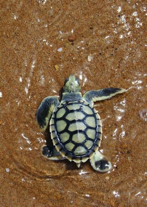 🐢🐢 Baby Sea Turtle ~ The Colors On This Little Turtle Are Amazing So