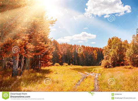 Beautiful Autumn Forest At Sunny Day Stock Photo Image Of Plant