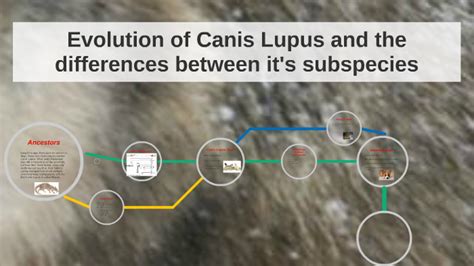 Evolution Of Canis Lupus And The Differences Between Its Su By Barry Chau