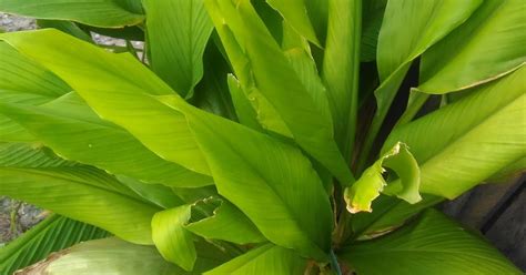 Ciri Tanaman Kunyit dan Khasiatnya - Budidaya tanaman