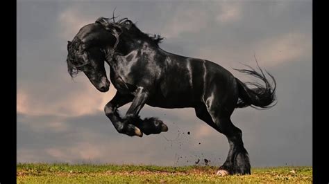 Amazing Beautiful Horses Youtube