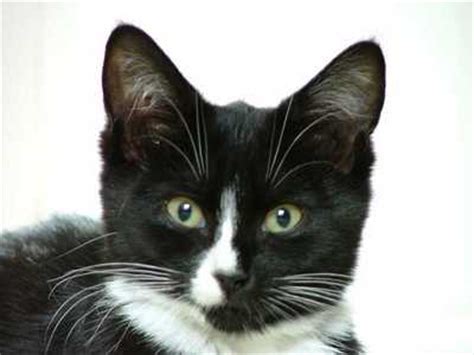 Gray cat with white mu. What does it usually mean when a cat's nose is dry? - The ...