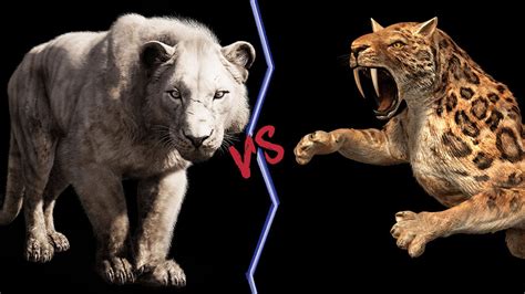 American Lion Vs Smilodon Who Would Win Youtube