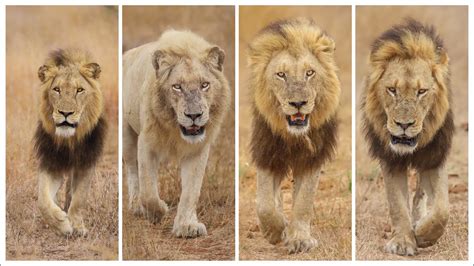 Casper The White Lion And 3 Brothers On Patrol Kruger Park South Africa