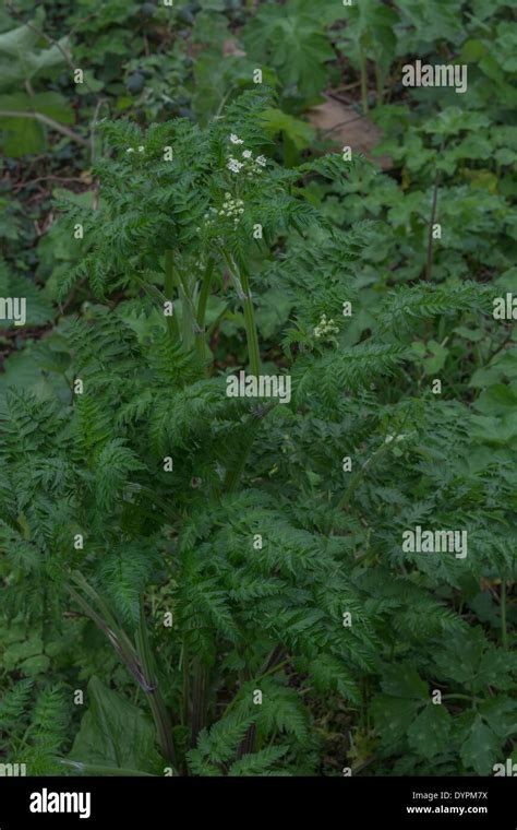 Cow Parsley Leaves Anthriscus Sylvestris Hi Res Stock Photography And
