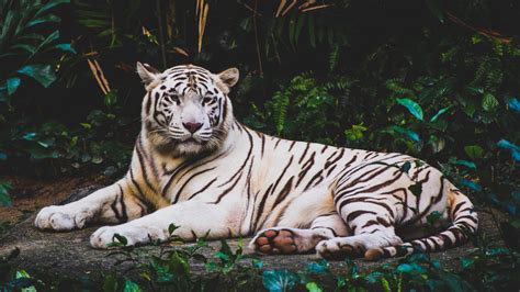 On this page you will find the animal wallpapers starting with the letter a. Wallpaper white tiger, 4k, Animals #15640