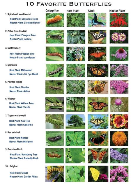 Florida Butterfly Identification Chart