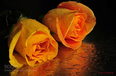 Beautiful Yellow Roses With Water Drops By Sanypictures Kevin