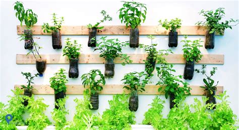 Ia memanfaatkan lahan di asbes rumahnya buat menanam anggur, kini sudah eksis ratusan bibit anggur nan ia tanam. Langkah Tepat Buat Kebun Vertikal di Rumah